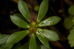 Paraguayan purslane